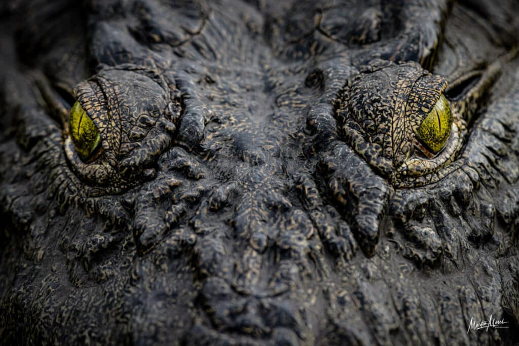 photo decoration crocodile