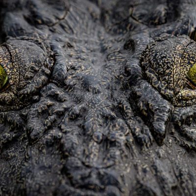 photo decoration crocodile